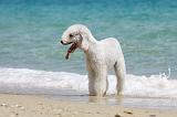 BEDLINGTON TERRIER 039